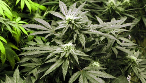 Demi Pernikahan Anak, Pria ini Berkebun Ganja