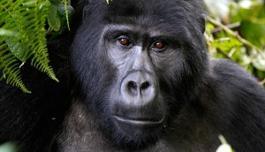 Berkunjung ke Habitat Gorila di Uganda
