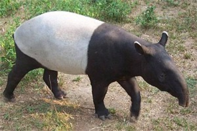 4 Warga Mesuji Ditangkap Polisi Gara-gara Sembelih Tapir