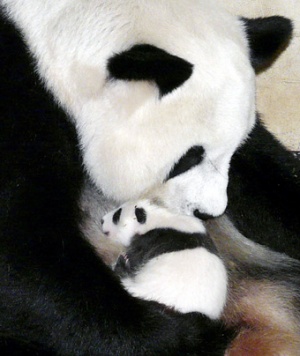 Thailand's Zoo Solves Mystery of Celebrity Panda's Death