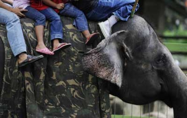 Indonesia Bans Elephant Riding at Tourist Attractions