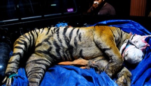 Harimau Sumatera Ditemukan Mati Tergantung di Tepi Jurang
