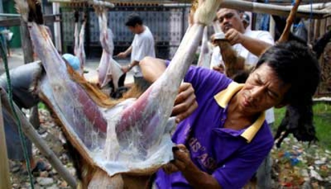 Korban Merapi Ikut Lomba Kuliti Kambing | tempo.co