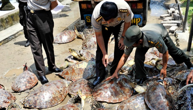 Bali Under Government Scrutiny over Illegal Sea Turtle Trade