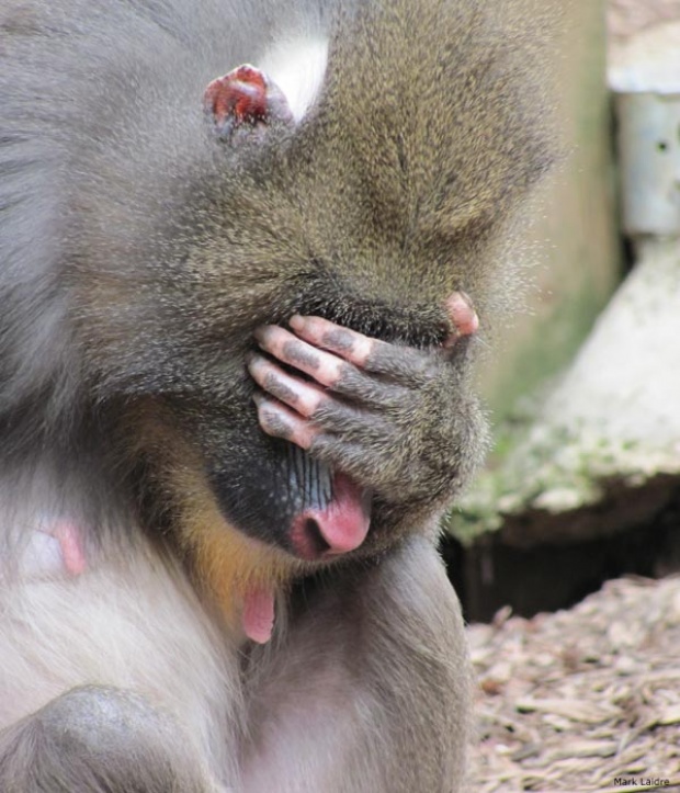 Sejumlah Daerah Pernah Diserang Monyet Ini 7 Cara Mengatasinya Baliberkarya Com