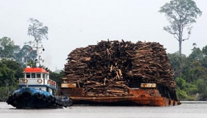 INFO KLHK SVLK Demi Perbaikan Tata Kelola Kelestarian Hutan