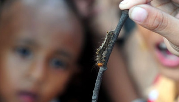 Ulat Bulu Terus Membiak Akibat Berkurangnya Predator Nasional