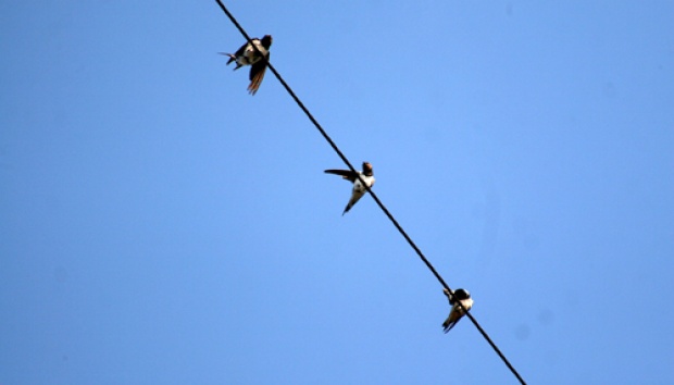 Banyumas Disinggahi Puluhan Ribu Burung Migran Nasional Tempo Co