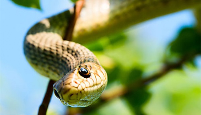 Ular prezervativdan spermani ichishadi