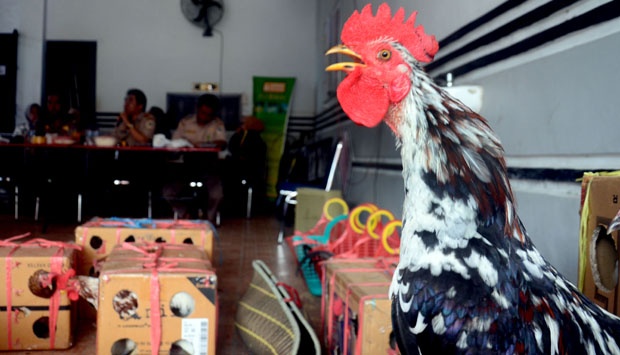 Salah satu ayam dari 183 ekor ayam ketawa yang siap dikirim ke surabaya untuk ditahan di Balai Besar Karantina Pertanian, Makassar, (14/9). Penahanan ayam ketawa ini yang merupakan plasma nutfah asli Sulsel yang di khawatirkan dapat membawa wabah penyakit menular. TEMPO/iqbal Lubis