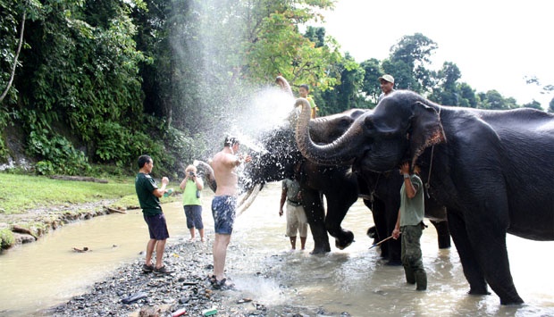 Tangkahan Ecotourism: 5 Fun Activities to Do in the North Sumatran Destination