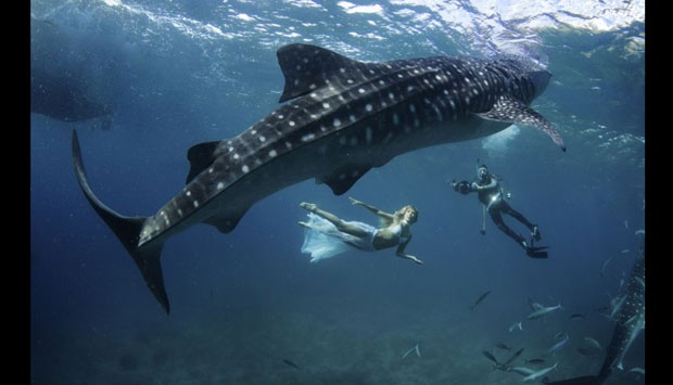 10 Biggest Fish in the World, from Sharks to Rays