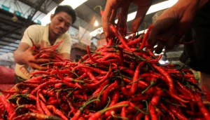 Ini Kunci Sukses Petani Cabai Banyuwangi Raup Ratusan Juta