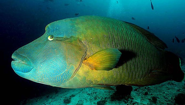 Expert Reveals Napoleon Fish Threatened by Mining Activities