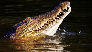 Buaya Serang Warga, Tip Aman Turis Menyusuri Sungai Mentaya