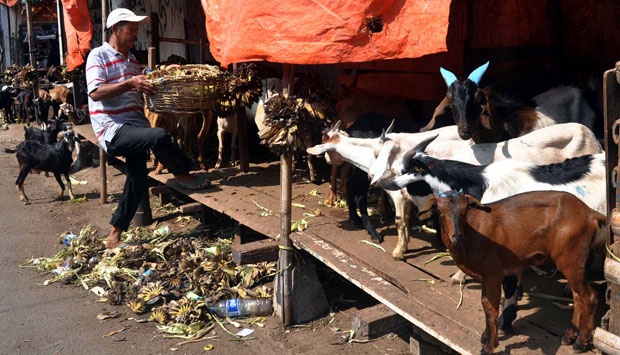 Periksa Hewan Kurban, Bekasi Terjunkan 20 Dokter - Metro 