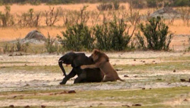 Africa's Forests Shift from Carbon Sinks to Emission Sources, Says Study