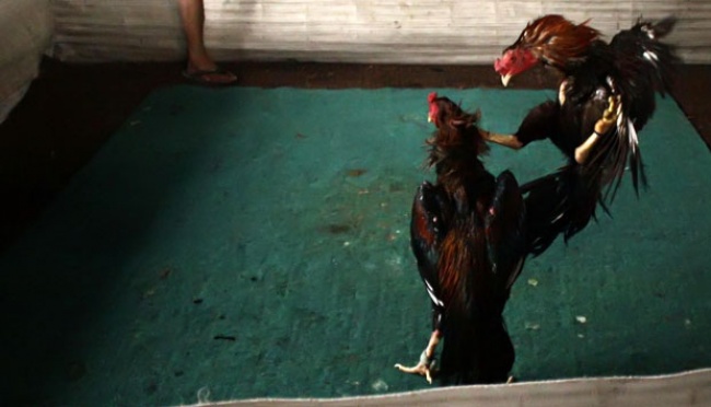 Warga menghadiri acara sabung ayam di hutan Kecamatan Plosoklaten