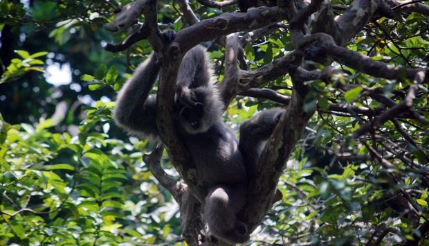 Owa Jawa Dilepasliarkan Di Gunung Tilu Nasional Tempo Co