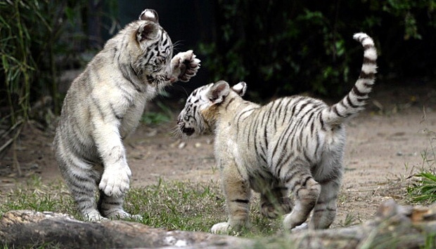 Dua,dari tiga anak harimau putih Bengal di Kebun Binatang Buenos Aires, Argentina, (18/4). Induk Harimau, Cloe, melahirkan seekor jantan dan dua betina. JUAN MABROMATA/AFP/Getty Images