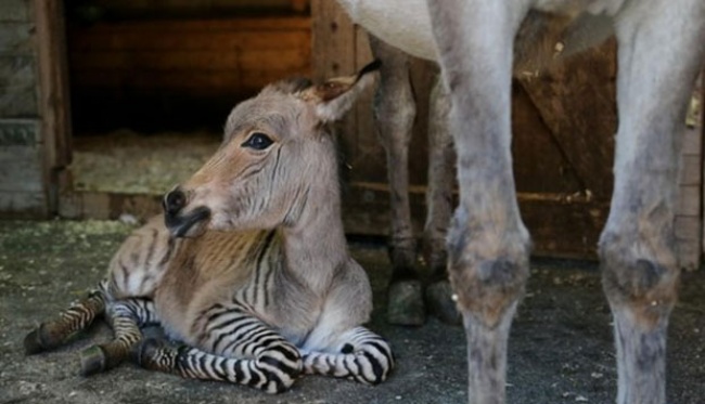 Zebra ayolni sikadi Zebra ayolni sikadi