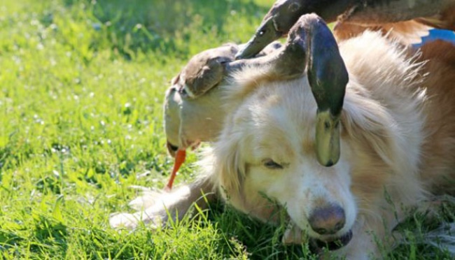 Kisah Cinta Unik Antara Bebek dengan Anjing Labrador | tempo.co