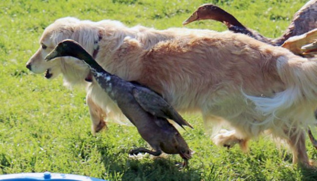 Kisah Cinta Unik Antara Bebek dengan Anjing Labrador | tempo.co