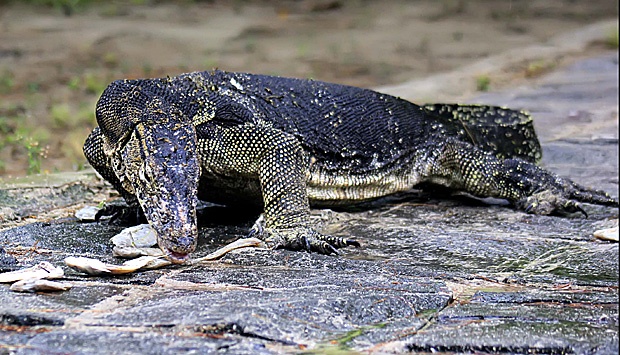 Seekor biawak memakan ikan di Pulau Biawak, Indramayu, Jawa Barat, 26 Juni 2014. TEMPO/Aditya Herlambang