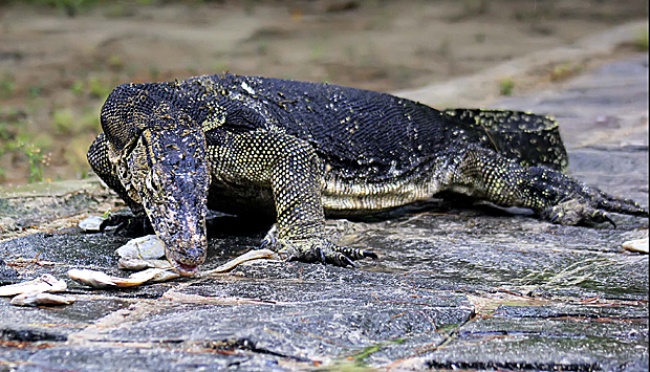 Asrama Mahasiswa Papua Dikirimi Biawak Hidup