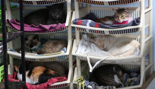 hospice care for cats