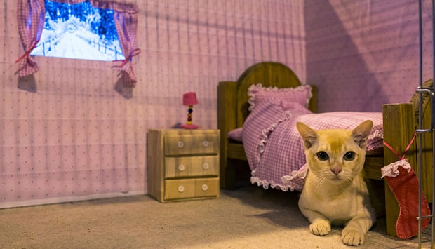 Melihat Kontes Kucing Mewah di Eropa - Foto Tempo.co