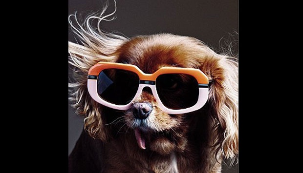 Toast Anjing Keren Yang Populer Di Instagram Foto Tempo Co