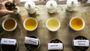 Tea Lovers Hold Nusantara Tea Festival in Simalungun