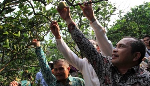 Wisata Petik Jeruk Selorejo di Malang K ian Moncer