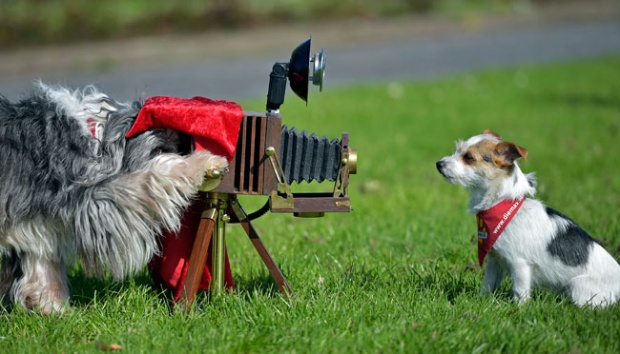 Lucunya Anjing Anjing Berbakat Di German Dog Show Foto Tempo Co