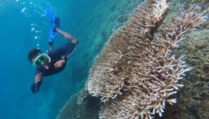 Waktunya Bertemu Paus Orca dan Lumba-lumba Raja Ampat