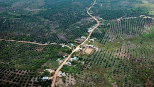 Hutan Tesso Nilo Riau Kian Tergerus, Ratusan Flora-Fauna Terancam
