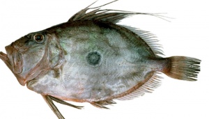 Membedakan Ikan Dori dan Ikan Patin saat Kuliner di Restoran