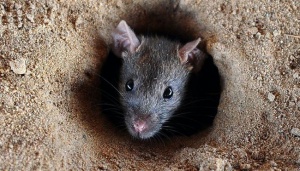 Serunya Petani Konawe Ikut Lomba Tangkap Tikus, Seekor Rp 5.000