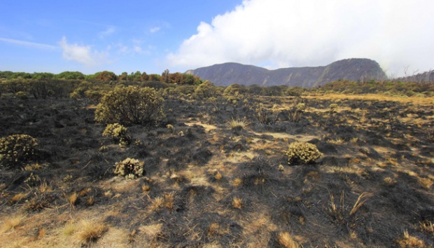 Akibat Ulah Manusia Ratusan Hektar Ladang Edelweis Terbakar Foto Tempo Co