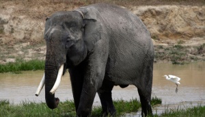 Gajah Mati yang Ditunggui Anaknya di Aceh Ternyata Jantan Â