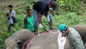 Seekor Gajah Ditemukan Mati Penuh Luka di Aceh Besar Â