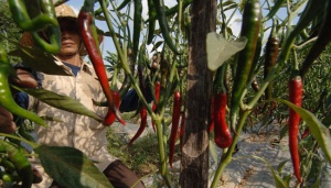 Harga Cabai Merah di Padang Kembali Turun