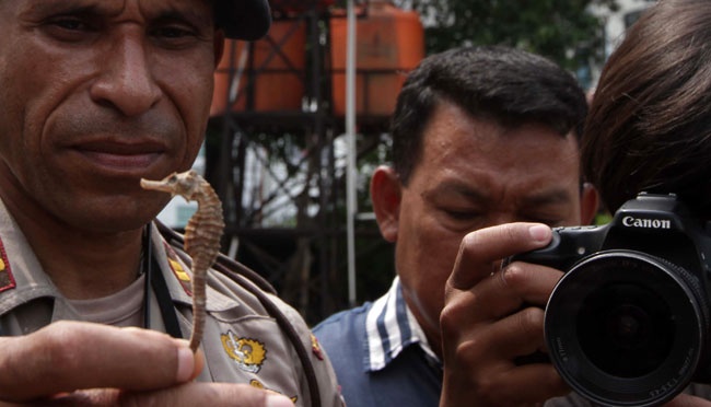 Kenapa Populasi Kuda Laut di Perairan Indonesia Terancam