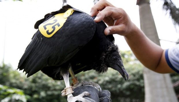 Burung Nazar Pendeteksi Sampah Di Kota Lima Foto Tempo Co