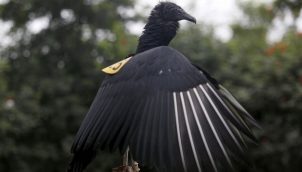 Burung Nazar Pendeteksi Sampah Di Kota Lima Foto Tempo Co