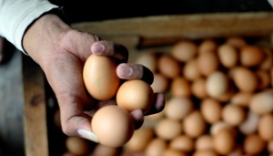 Menjelang Ramadan, Harga Telur dan Daging Ayam Meroket