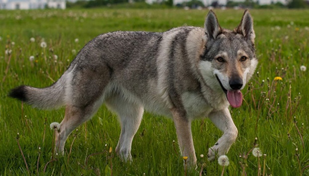 Mengenali 5 Jenis Serigala di Berbagai Negara