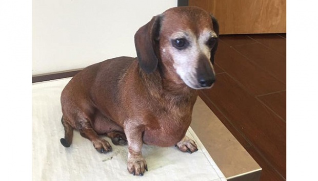 Anjing Obesitas Ini Berhasil Miliki Tubuh Ideal Dengan Berdiet