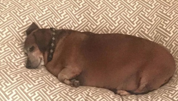Anjing Obesitas Ini Berhasil Miliki Tubuh Ideal Dengan Berdiet
